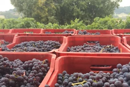 VIDIMAZIONE MVV – DOCUMENTO DI ACCOMPAGNAMENTO PRODOTTI VITIVINICOLI
